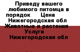 Приведу вашего любимого питомца в порядок.  › Цена ­ 800 - Нижегородская обл. Животные и растения » Услуги   . Нижегородская обл.